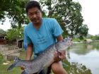 Thai Mahseer