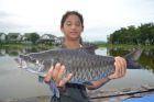 Thai Mahseer