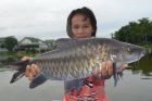 Thai Mahseer