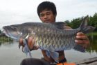 Thai Mahseer