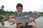 Thai Mahseer