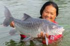 Thai Mahseer