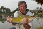 Yellow Catfish