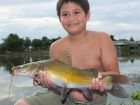 Yellow Catfish