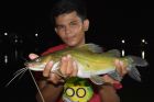 Yellow Catfish