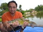 Yellow Catfish
