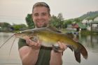 Yellow Catfish