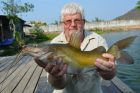 Yellow Catfish