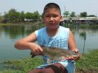 Yellow Catfish