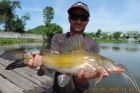 Yellow Catfish