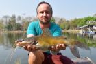 Yellow Catfish