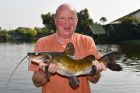 Yellow Catfish