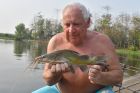 Yellow Catfish