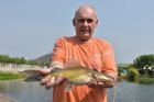 Yellow Catfish
