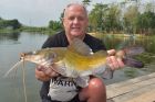 Yellow Catfish