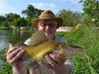 Yellow Catfish