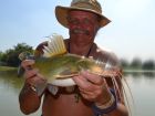 Yellow Catfish