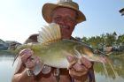 Yellow Catfish