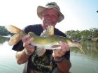 Yellow Catfish