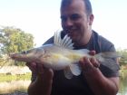 Yellow Catfish