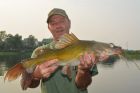 Yellow Catfish