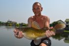 Yellow Catfish