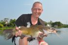 Yellow Catfish