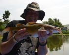 Yellow Catfish