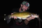 Yellow Catfish
