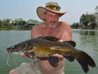 Yellow Catfish