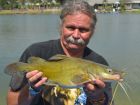 Yellow Catfish