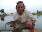 Yellow Catfish