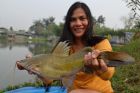 Yellow Catfish