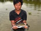 Yellow Catfish