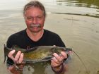 Yellow Catfish