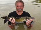 Yellow Catfish