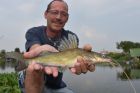 Yellow Catfish