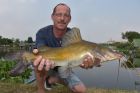 Yellow Catfish