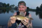 Yellow Catfish