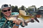 Yellow Catfish