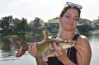 Yellow Catfish