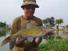 Yellow Catfish