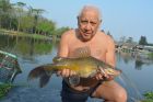 Yellow Catfish