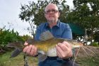 Yellow Catfish