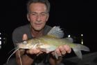 Yellow Catfish