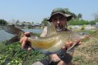 Yellow Catfish