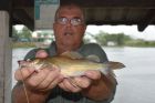 Yellow Catfish