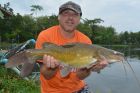 Yellow Catfish