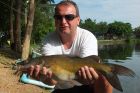 Yellow Catfish