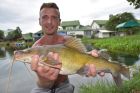 Yellow Catfish